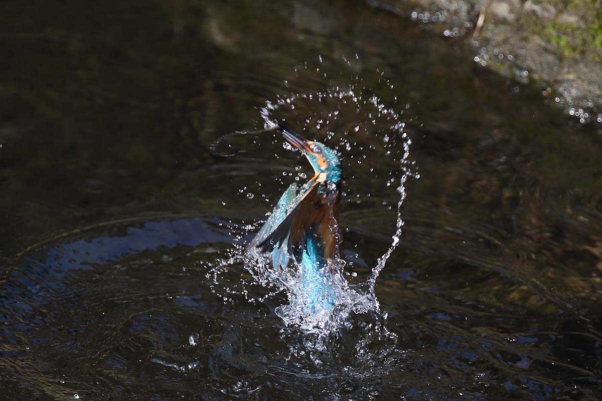 ２５７４回 ちょっと水飛沫の カワセミ の飛び出し 青色鳥撮り