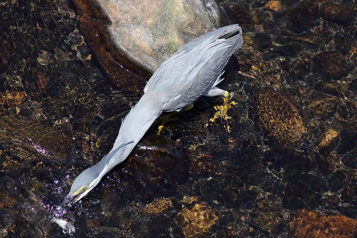 真上から見た ササゴイ の狩り 青色鳥撮り