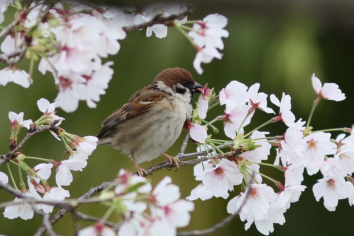 ２６４５回 桜と スズメ ２ 青色鳥撮り
