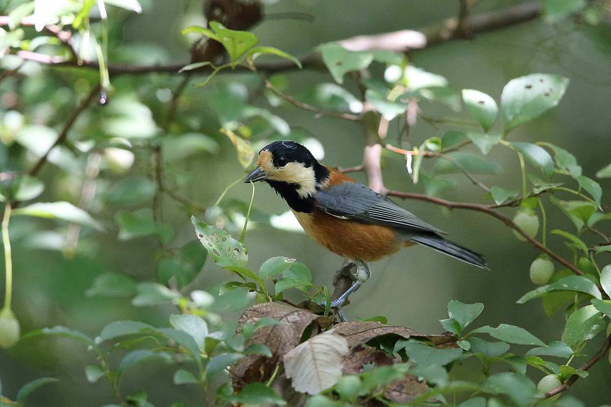 エゴノキの実を運ぶ ヤマガラ 青色鳥撮り