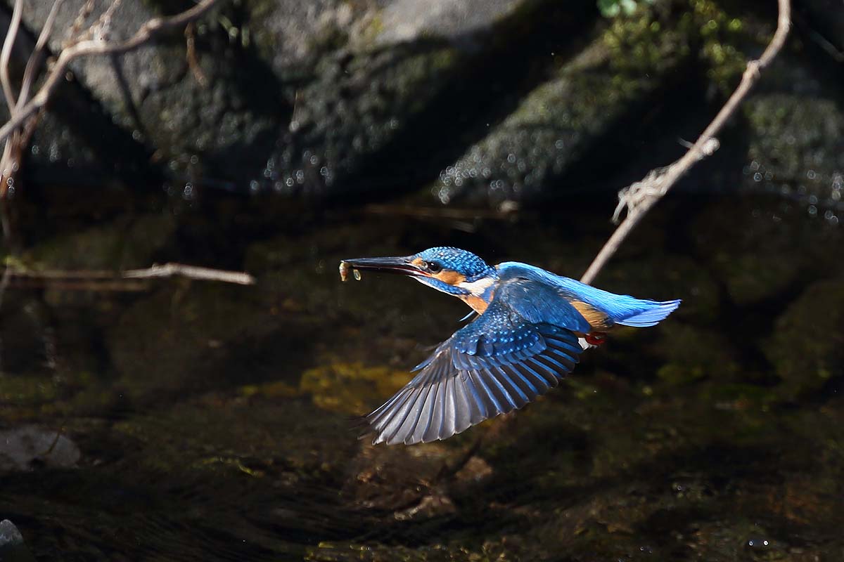 ２５５８回 水面を飛ぶ カワセミ 青色鳥撮り