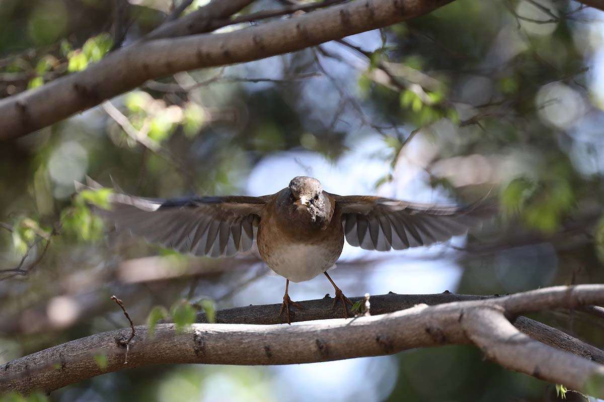 2655回 羽ばたく シロハラ 青色鳥撮り 2655回 羽ばたく シロハラ 青色鳥撮り