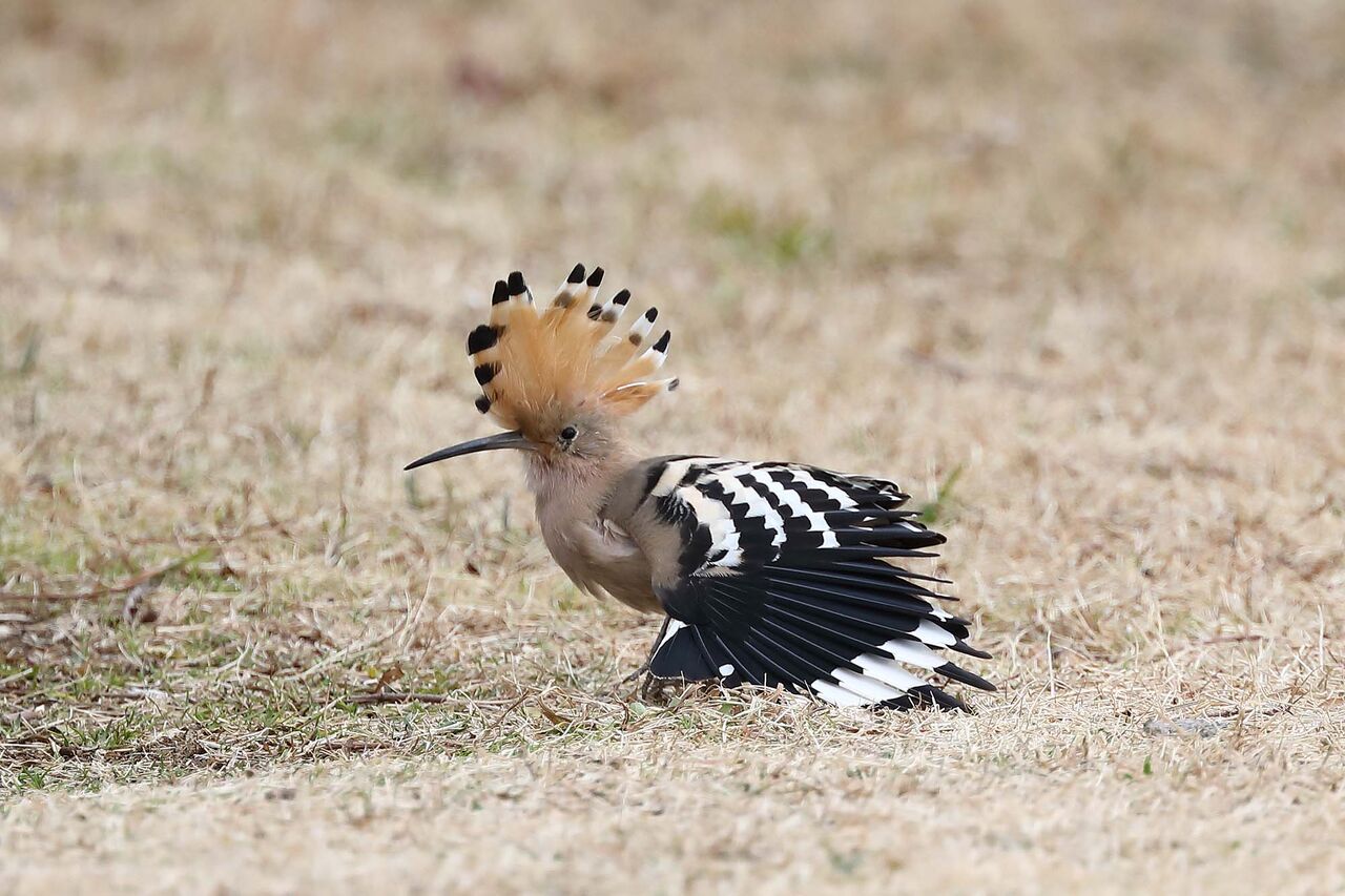 3311回 冠羽と羽根の両方を広げる「ヤツガシラ」 : 青色鳥撮り
