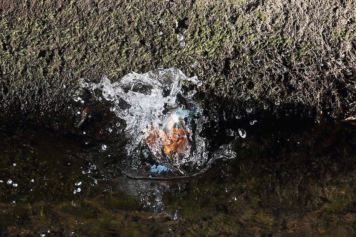 ２５６６回 水飛沫の上がった カワセミ の飛び出し 青色鳥撮り