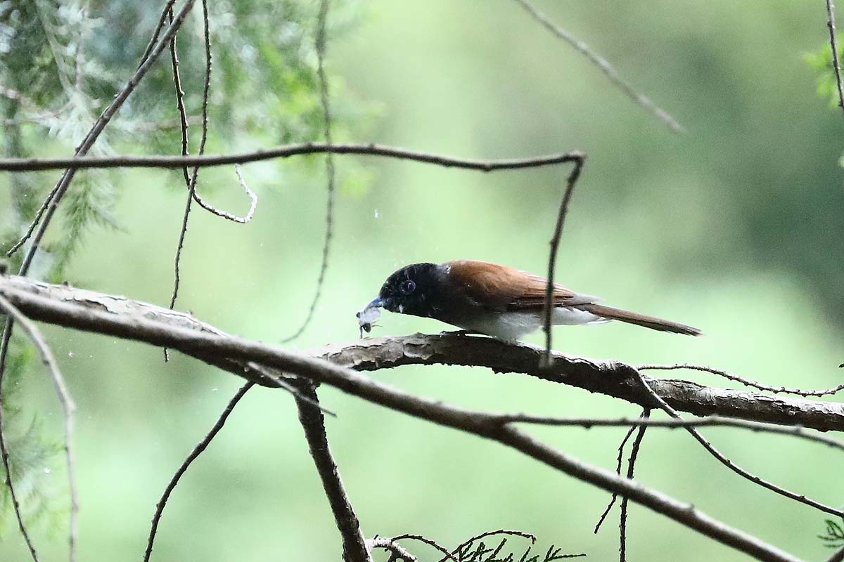 2702回 蛾を食べる サンコウチョウ のメス 青色鳥撮り 2702回 蛾を食べる サンコウチョウ のメス 青色鳥撮り