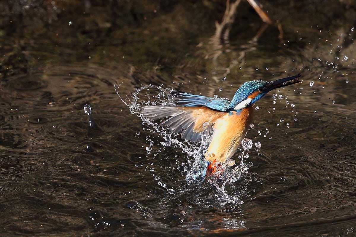 2016年ラスト カワセミ の水しぶき 青色鳥撮り 2016年ラスト カワセミ の水しぶき 青色鳥撮り