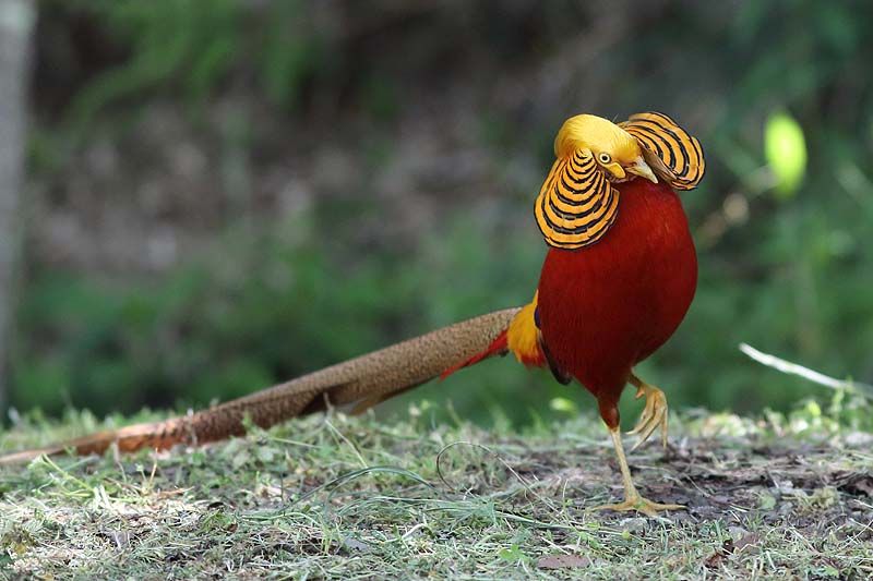 変な格好のキンケイ 青色鳥撮り