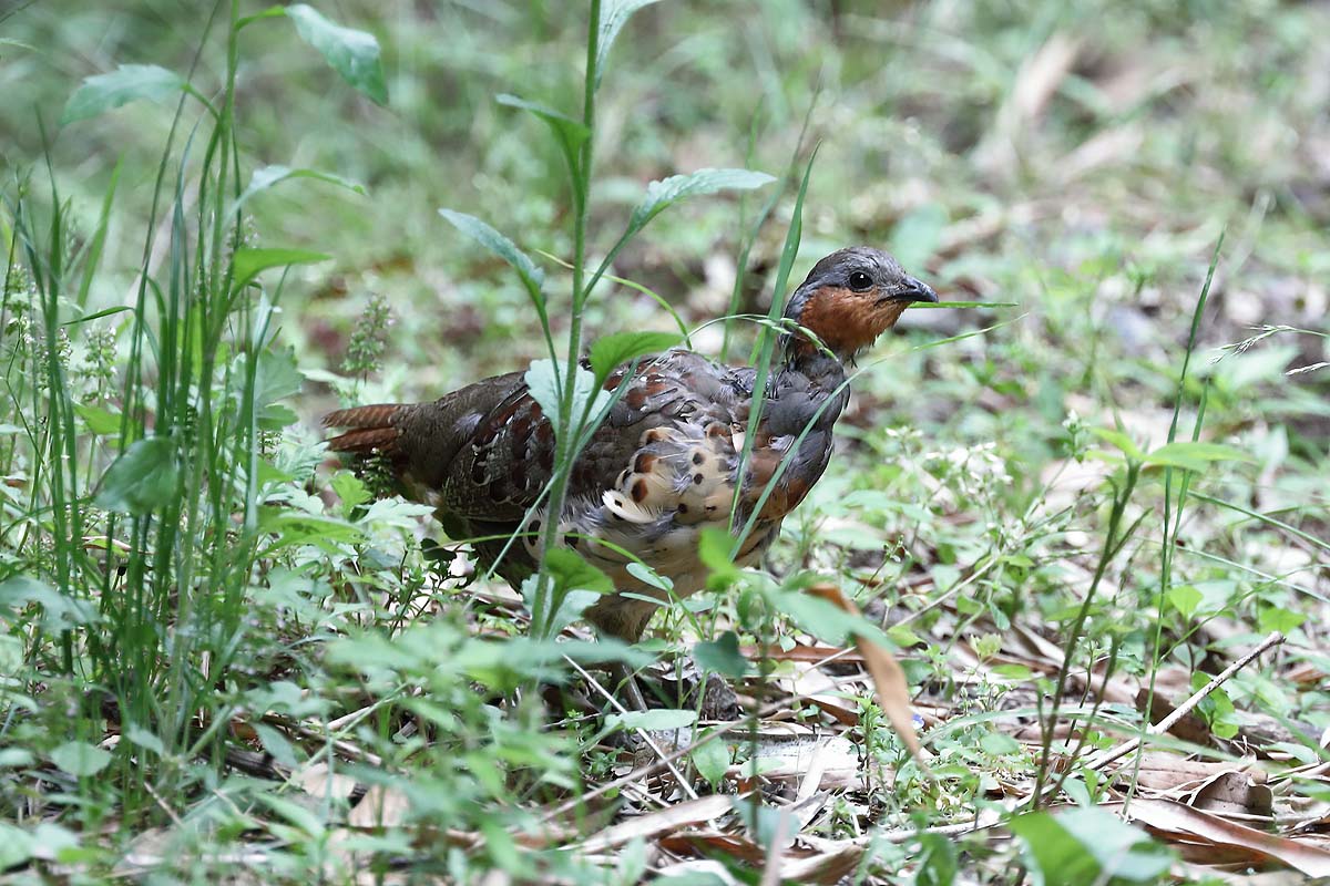 2703回 突然けたたましく鳴く コジュケイ 青色鳥撮り 2703回 突然けたたましく鳴く コジュケイ 青色鳥撮り