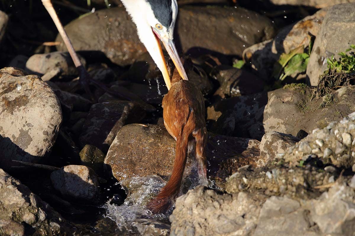 アオサギ の怒り 青色鳥撮り