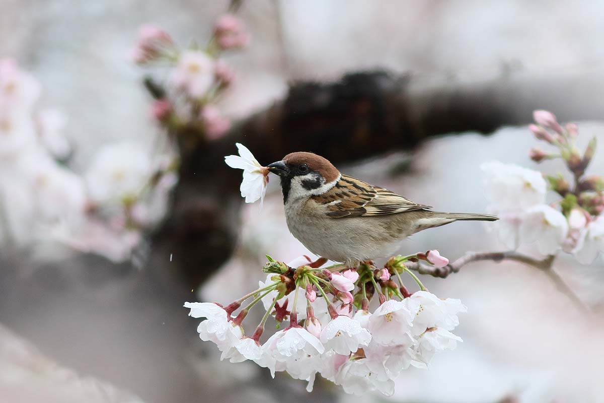 ２６４５回 桜と スズメ ２ 青色鳥撮り