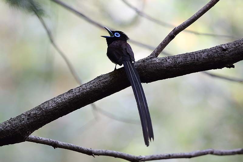 サンコウチョウのさえずり 8 青色鳥撮り サンコウチョウのさえずり 8 青色鳥撮り