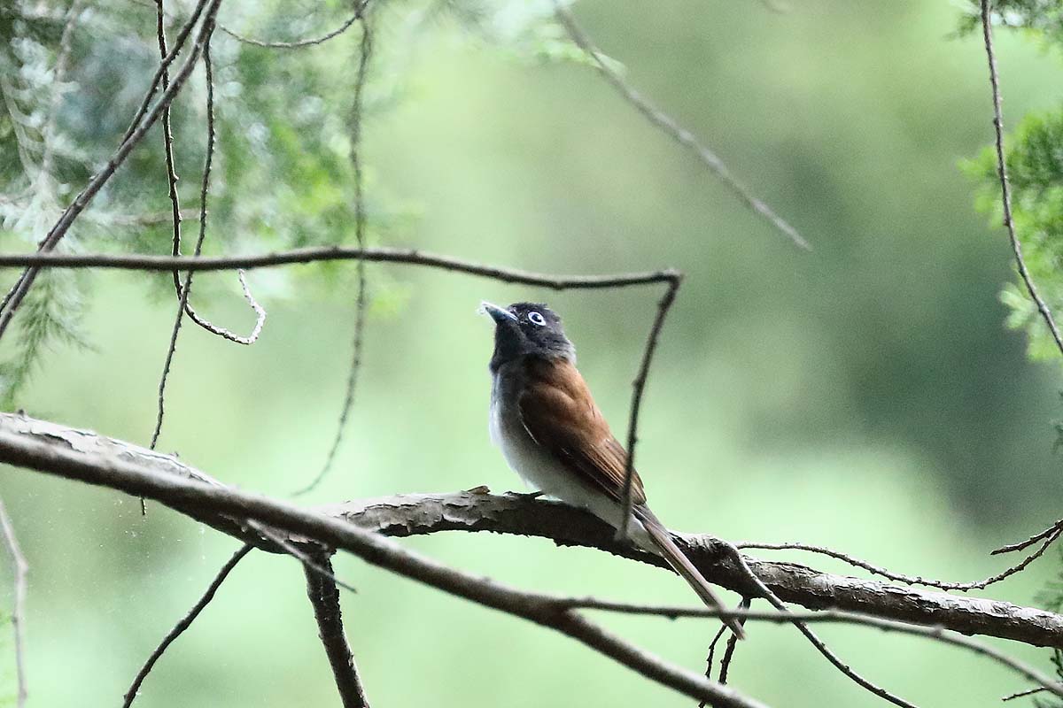 2702回 蛾を食べる サンコウチョウ のメス 青色鳥撮り 2702回 蛾を食べる サンコウチョウ のメス 青色鳥撮り