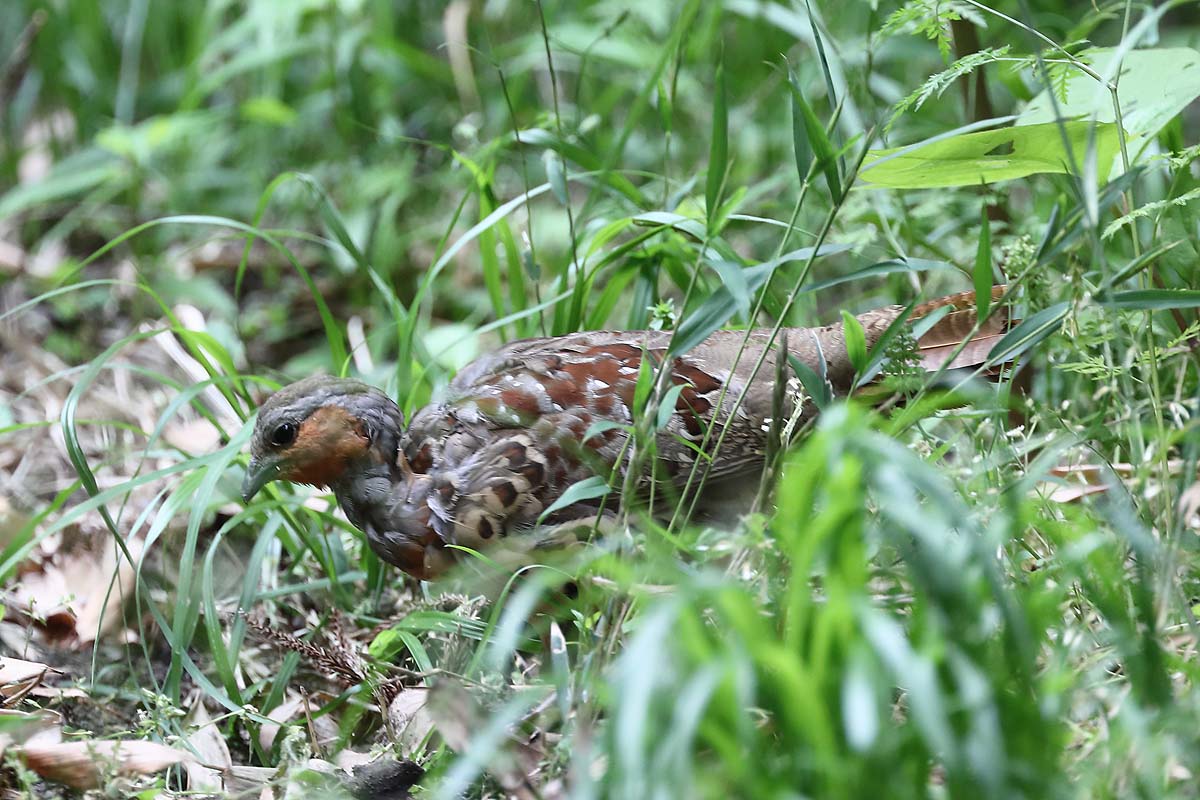 2703回 突然けたたましく鳴く コジュケイ 青色鳥撮り 2703回 突然けたたましく鳴く コジュケイ 青色鳥撮り