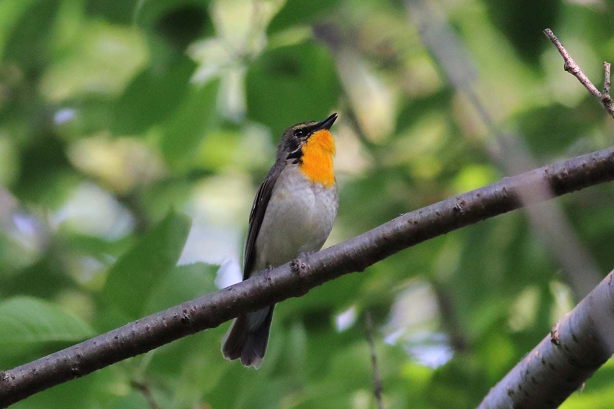 初めての キビタキ の若鳥 青色鳥撮り