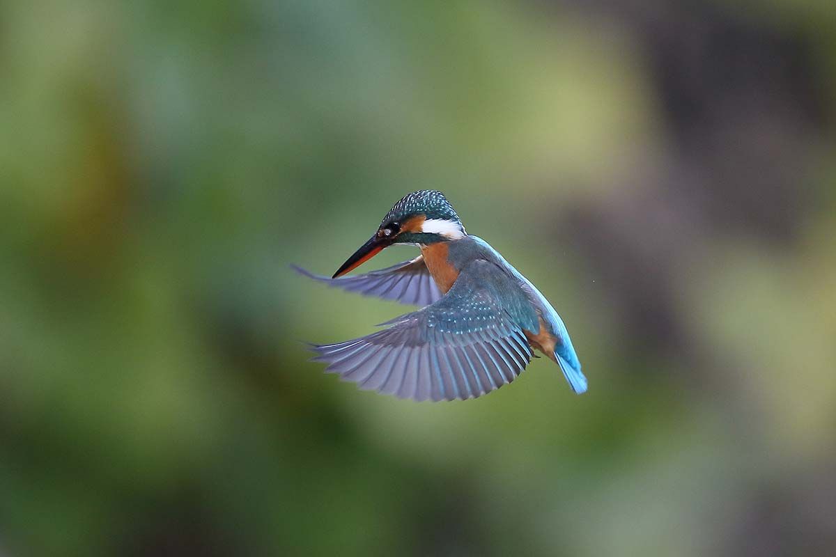 私の好きな カワセミ のホバリングの形 青色鳥撮り
