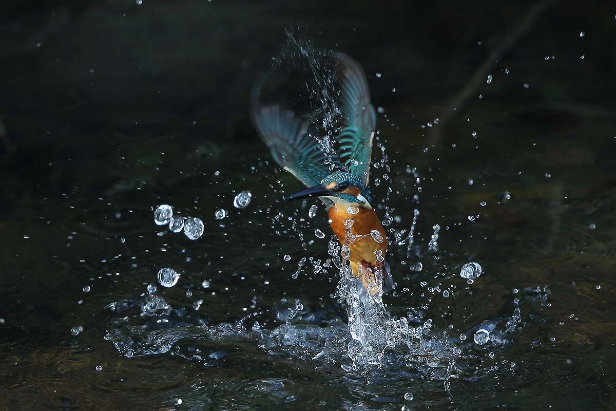 ２０５７回 カワセミ のあげる水飛沫 青色鳥撮り