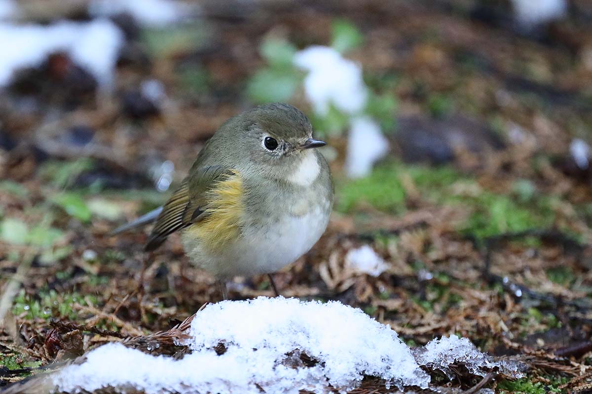 ２９４４回 雪の日の ルリビタキ 青色鳥撮り
