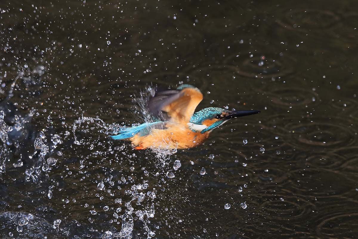 ２０５９回 カワセミ があげる水飛沫 青色鳥撮り