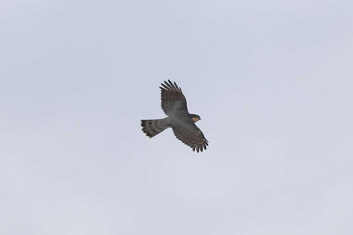 ２８５１回 タカの渡り ハイタカ 男の背中 青色鳥撮り