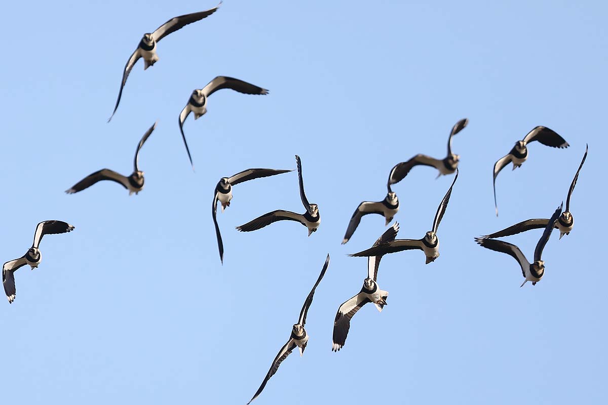 ２８６４回 群れて飛ぶ タゲリ 青色鳥撮り