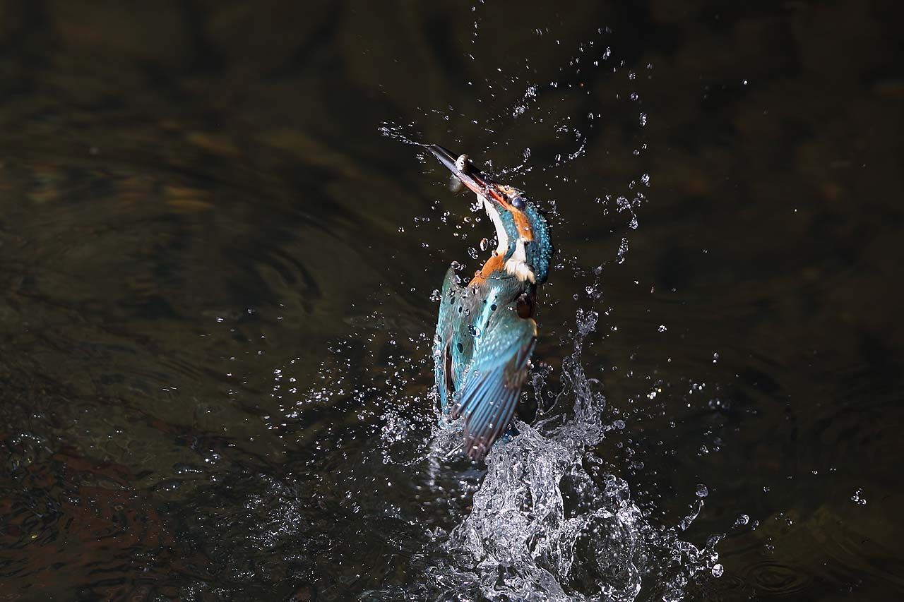 今年のラストは水飛沫 青色鳥撮り