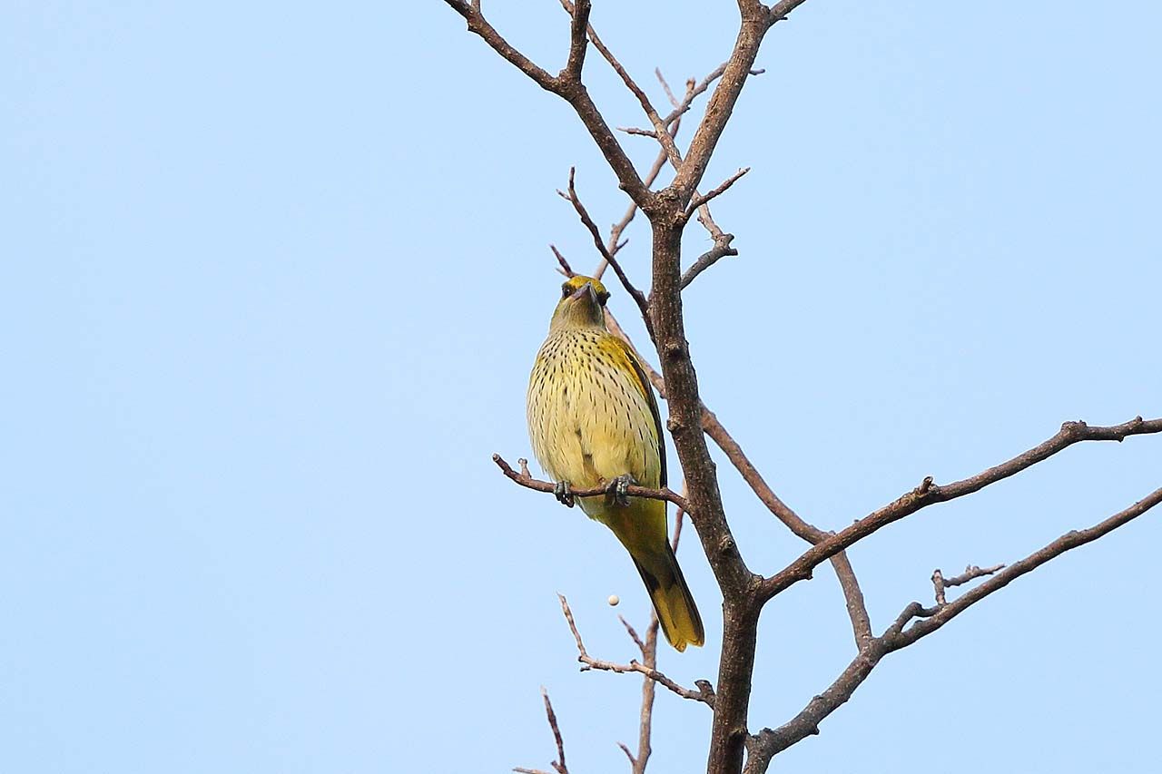 青色鳥撮り                ワンセグ