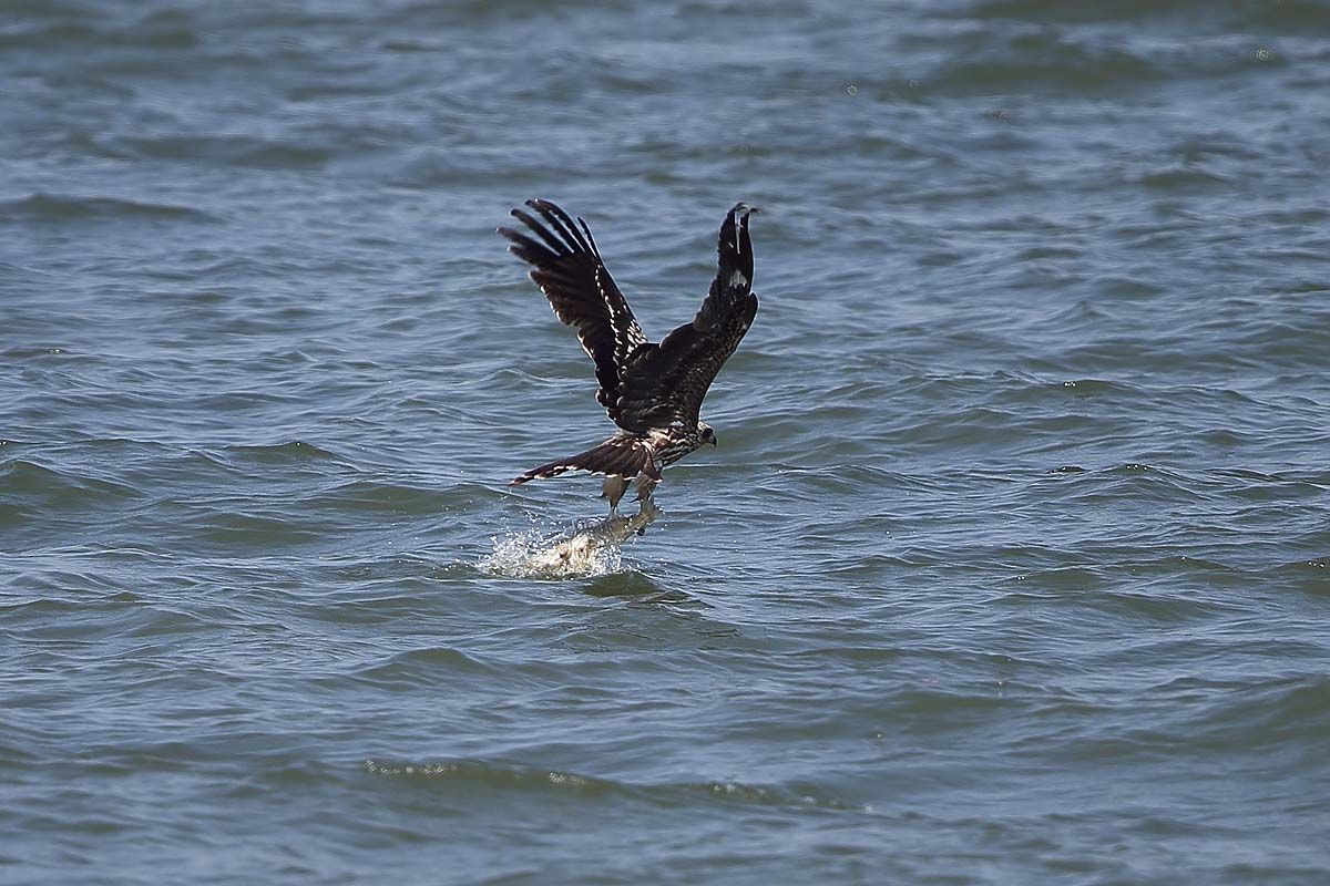 トビの魚捕り : 青色鳥撮り