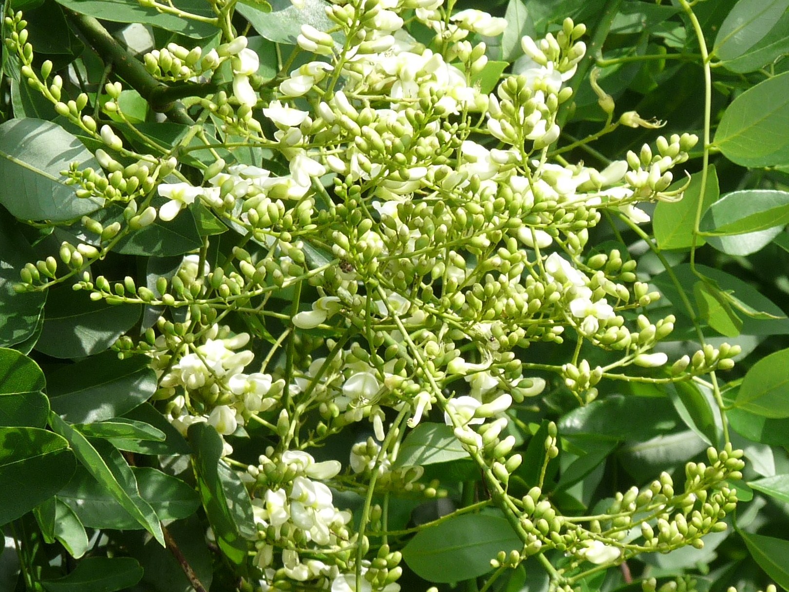 チョウも撮れたし 夏の水元公園 とりこのつぶろぐ