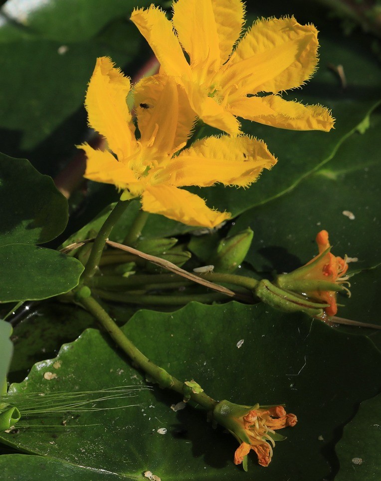 アサザ 水辺に咲く花 とりこのつぶろぐ