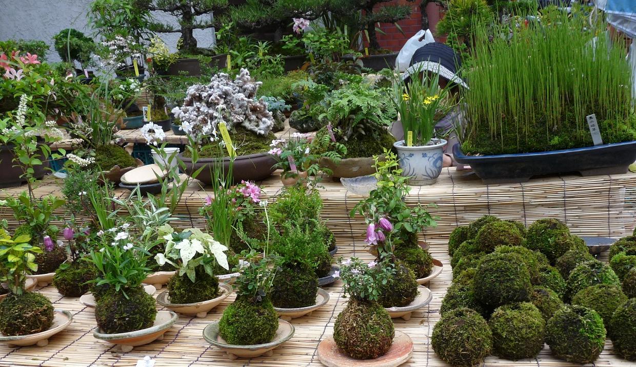 浅草の植木市 とりこのつぶろぐ