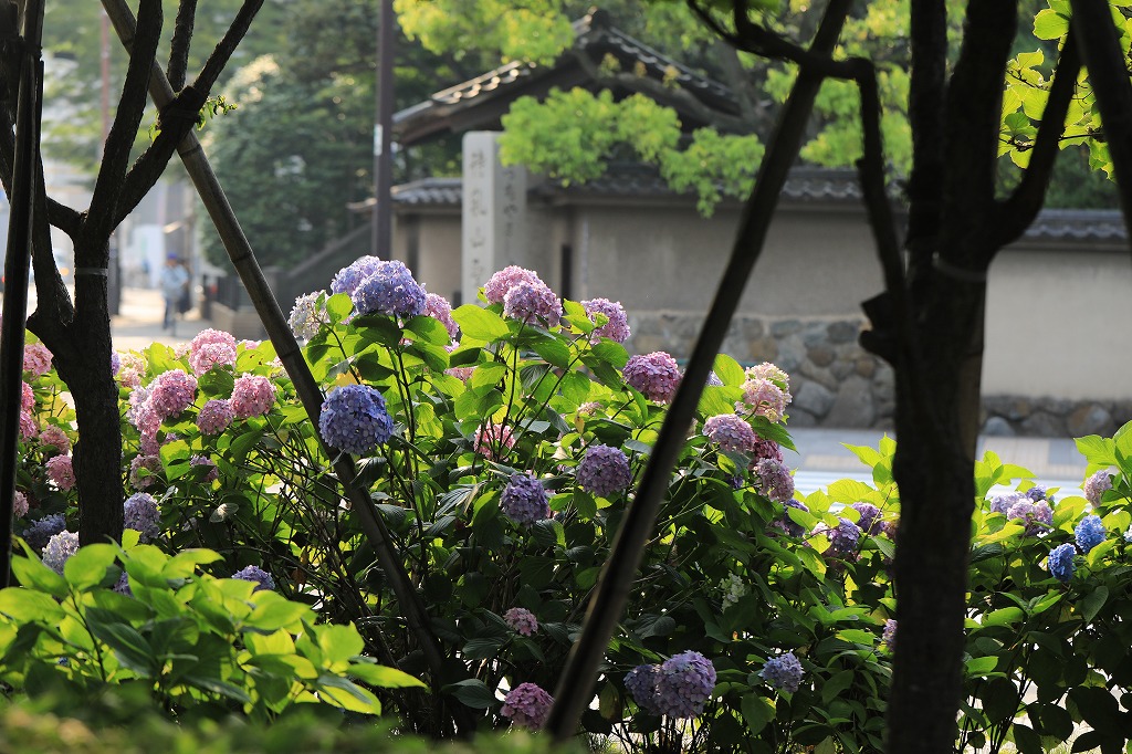 アジサイロード 隅田公園 とりこのつぶろぐ
