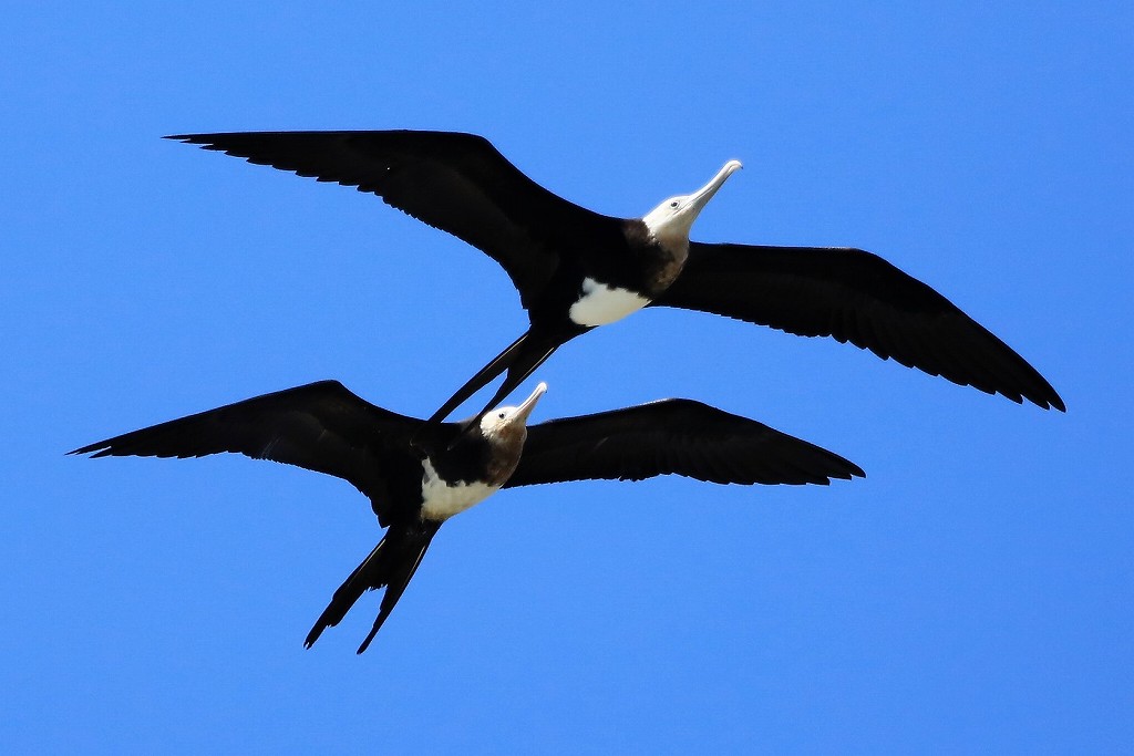 迷鳥オオグンカンドリ とりこのつぶろぐ 迷鳥オオグンカンドリ とりこのつぶろぐ