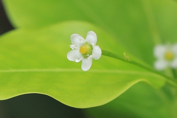 花 植物 とりこのつぶろぐ