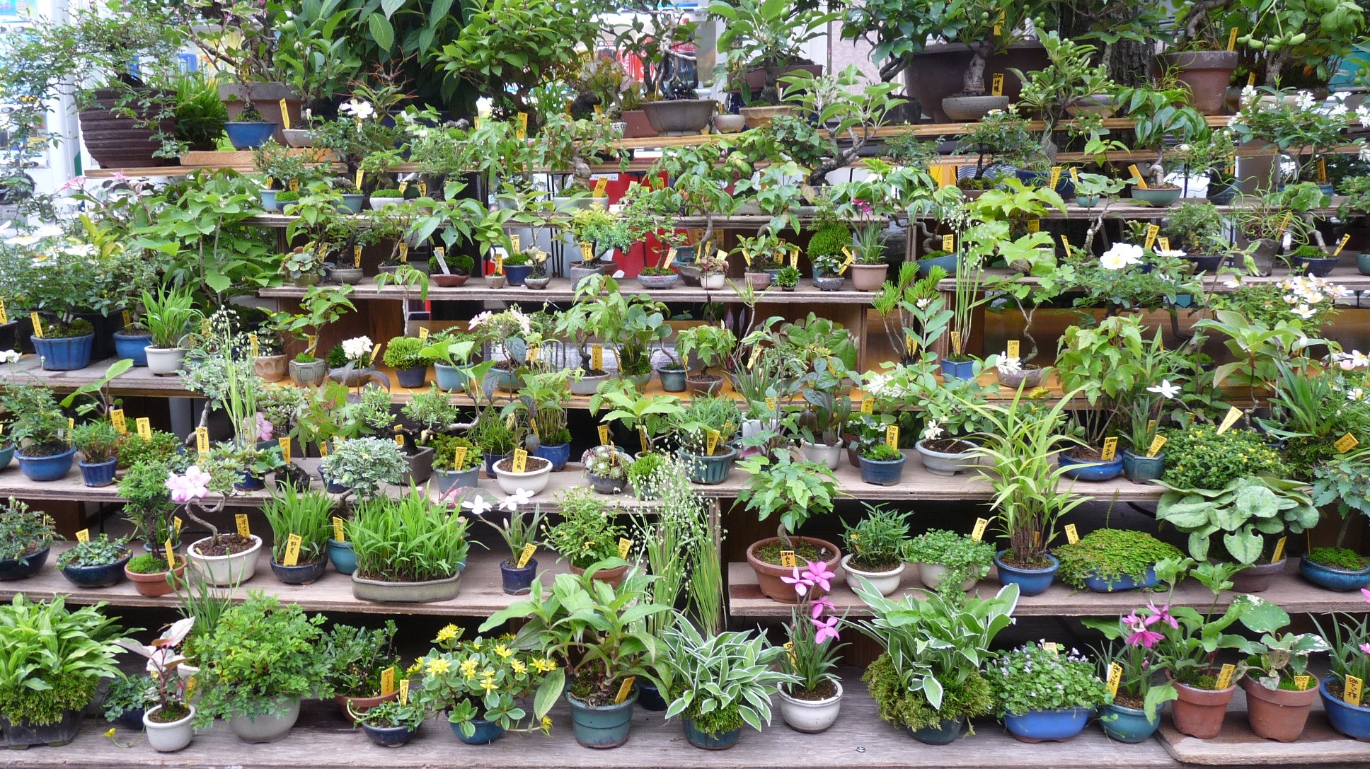 浅草の植木市 とりこのつぶろぐ