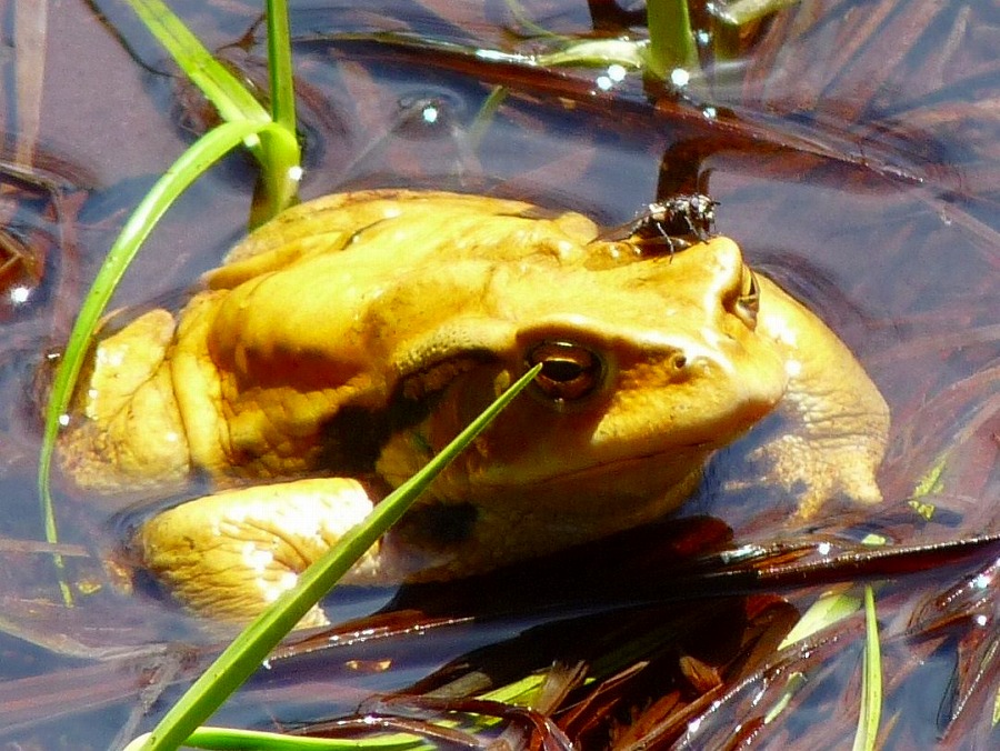 上高地散策 2 とりこのつぶろぐ 上高地散策 2 とりこのつぶろぐ