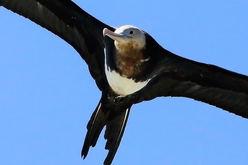 迷鳥オオグンカンドリ とりこのつぶろぐ 迷鳥オオグンカンドリ とりこのつぶろぐ
