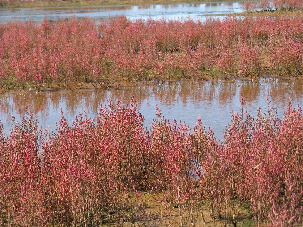 風に揺れるサンゴソウ 網走 能取湖 とりこのつぶろぐ