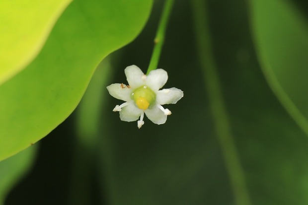 花 植物 とりこのつぶろぐ