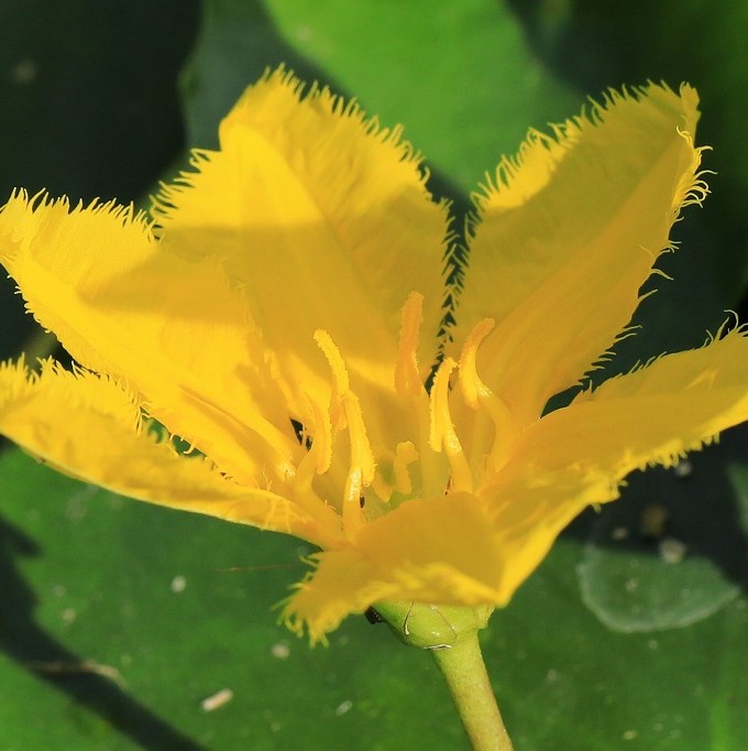 アサザ 水辺に咲く花 とりこのつぶろぐ