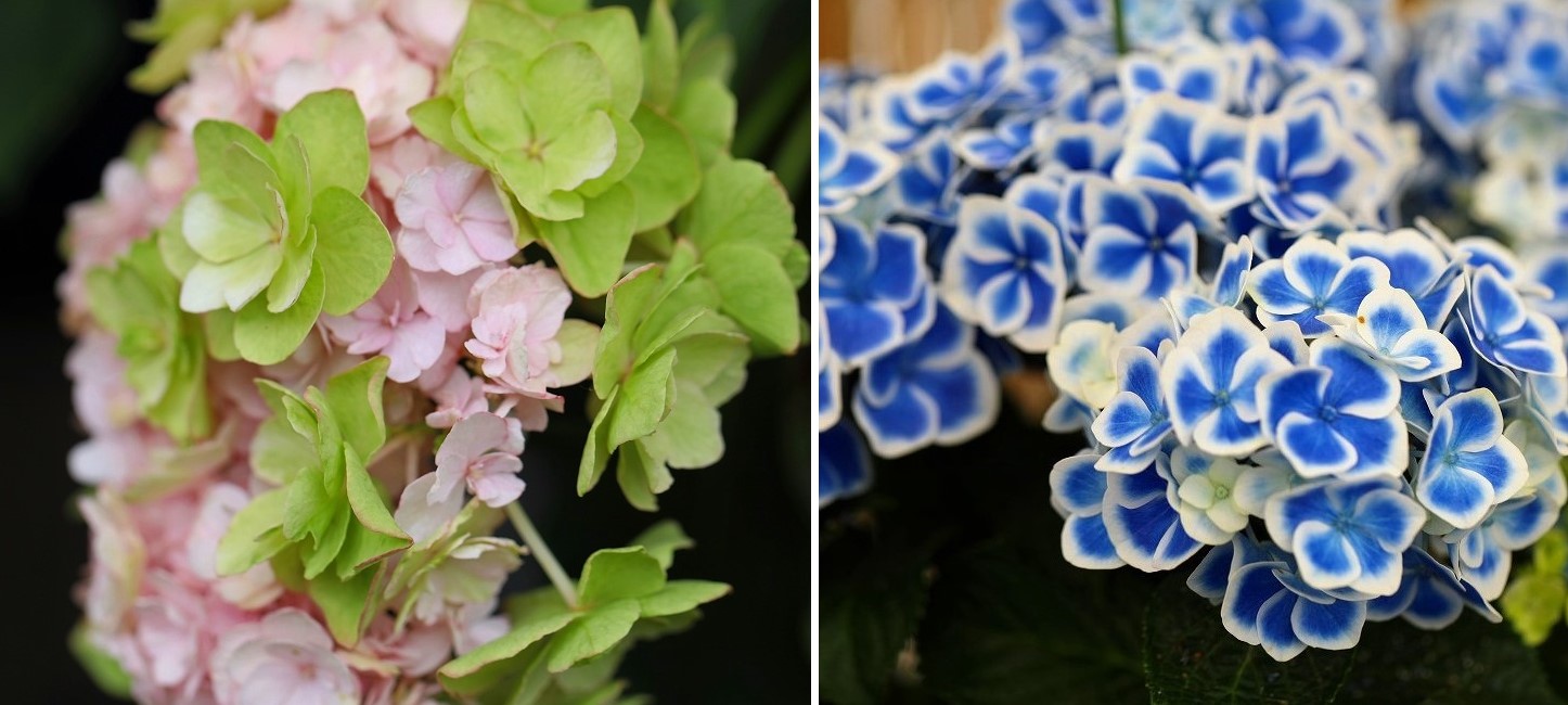 夏のお酉さま 浅草長國寺 とりこのつぶろぐ