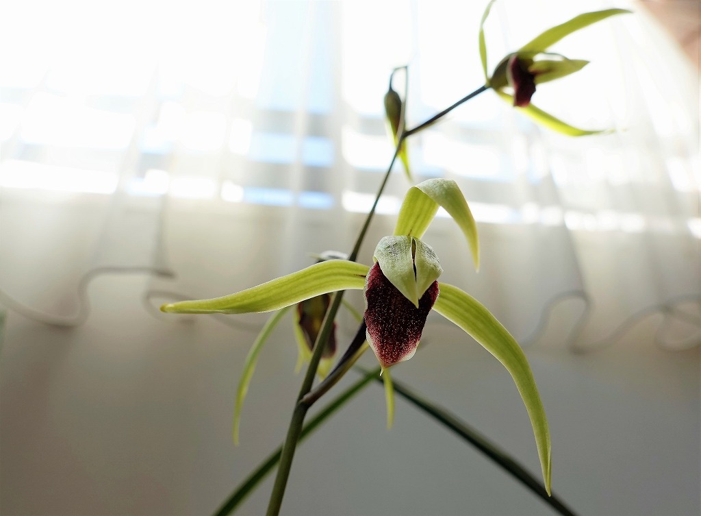 カンランが咲く とりこのつぶろぐ カンランが咲く とりこのつぶろぐ