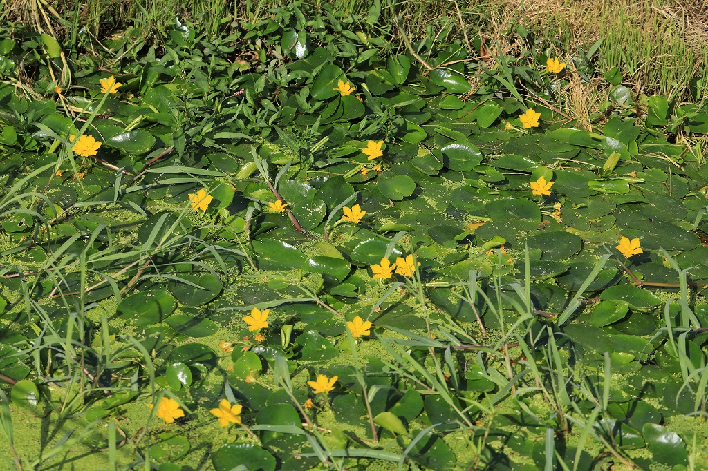 アサザ 水辺に咲く花 とりこのつぶろぐ