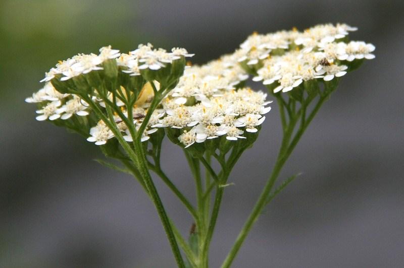 トモエソウ ムラサキシキブの花 向島百花園 とりこのつぶろぐ