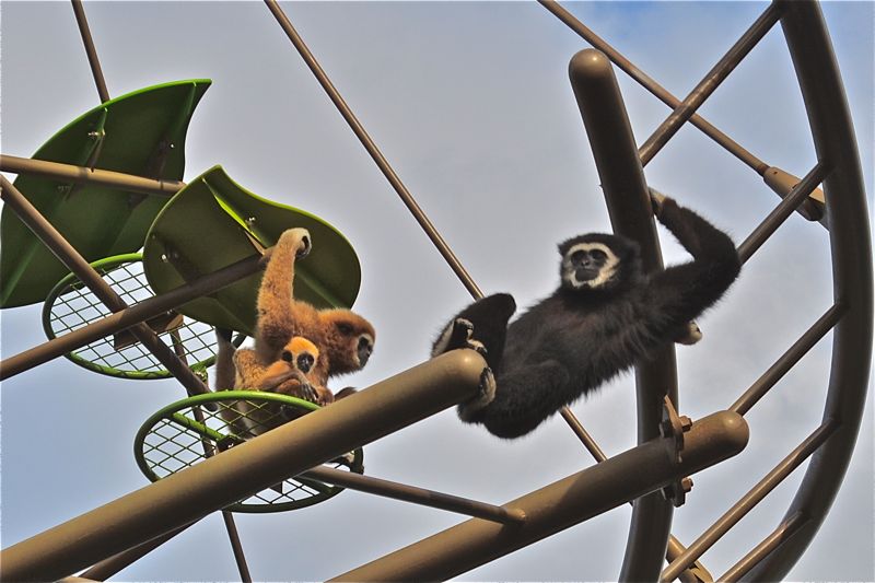 旭山動物園3 きりんや獣 とりこのつぶろぐ