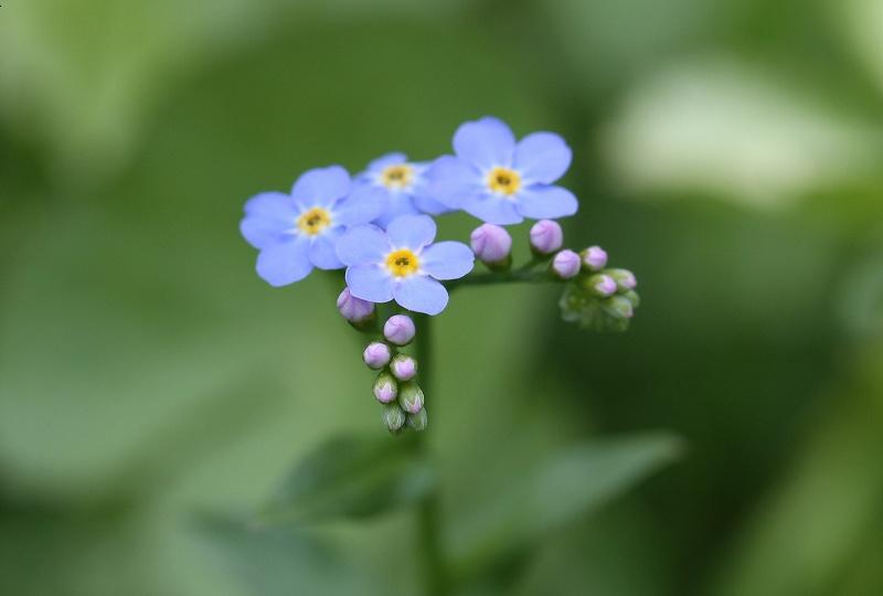 勿忘草 とりこのつぶろぐ 勿忘草 とりこのつぶろぐ