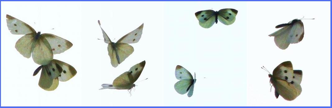 舎人公園野草園2 ６種類のチョウが飛ぶ とりこのつぶろぐ