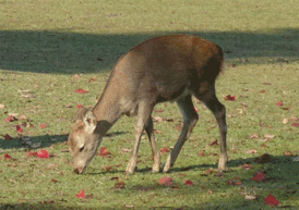 若草山と奈良公園 とりこのつぶろぐ