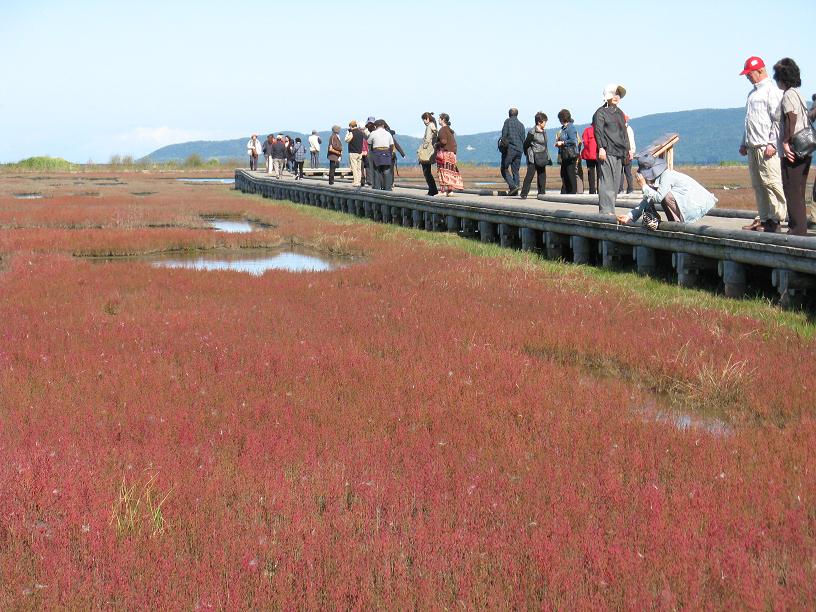 風に揺れるサンゴソウ 網走 能取湖 とりこのつぶろぐ