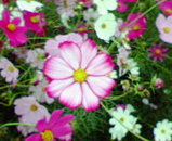 �����⥹��