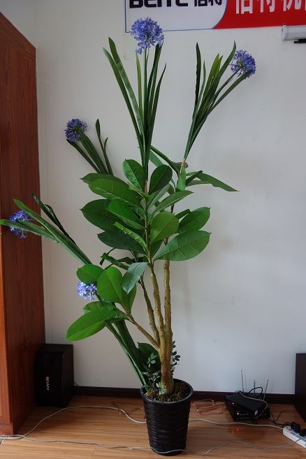 驚異的に気持ち悪い植物 元トヨタマンの目 驚異的に気持ち悪い植物 元トヨタマンの目